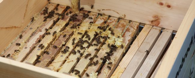 Die fleißigen Bienen erhielten neues Futter und eine Behandlung gegen die Varroamilbe.