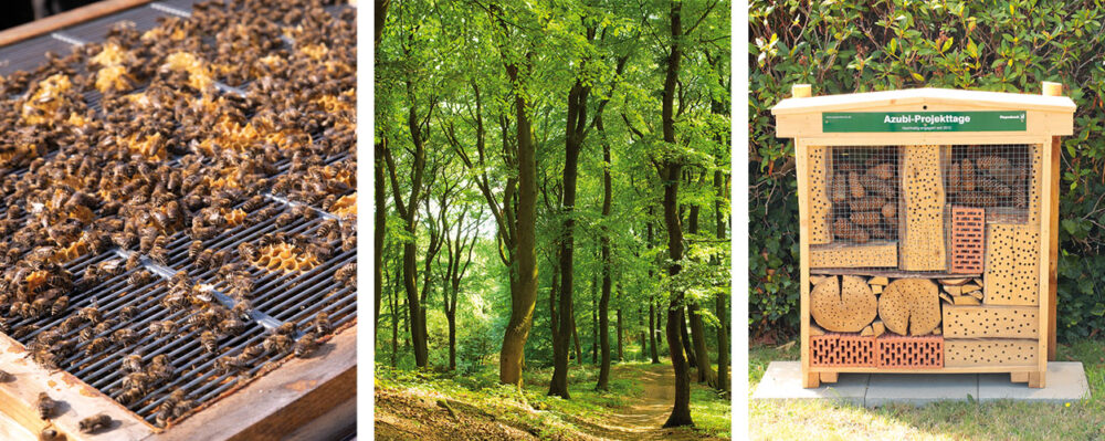 Bienenstöcke, Wald und Insektenhotels