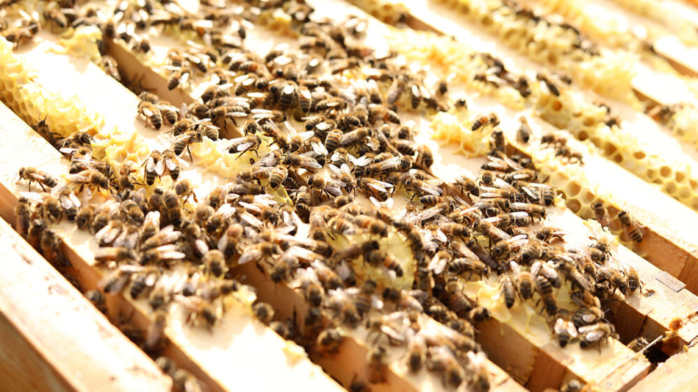 Bienenstock mit Bienen