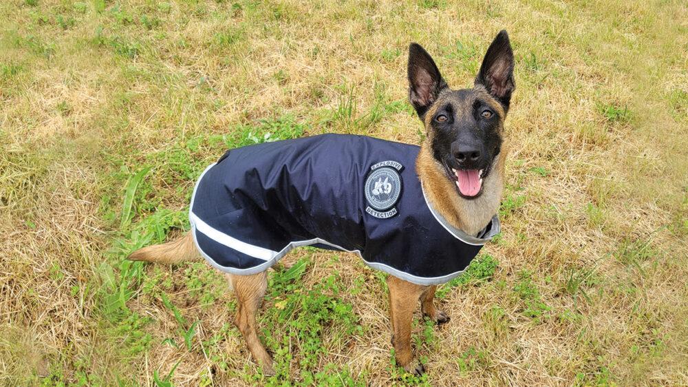 Bild eines Sprengstoff-Spürhundes mit Mantel und dem Logo mit Aufschrift "Explosive Detection