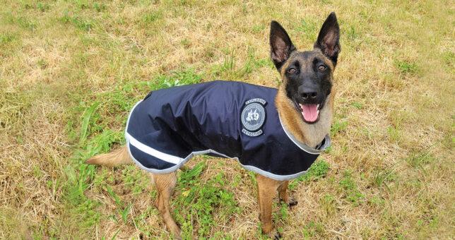 Bild eines Sprengstoff-Spürhundes mit Mantel und dem Logo mit Aufschrift "Explosive Detection