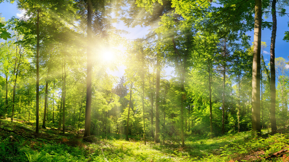 grüner Wald