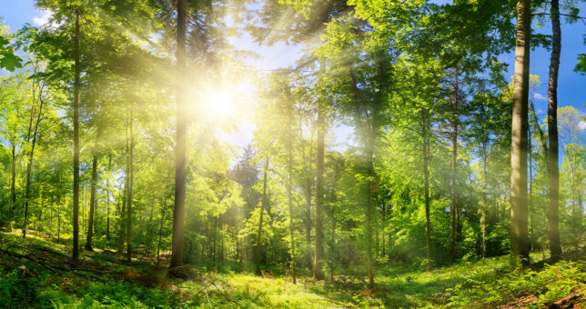 grüner Wald